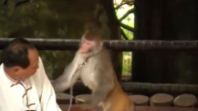 Промо-ролик "Бюро журналистских исследований. ТРОПИЧЕСКИЙ КИТАЙ" смотреть онлайн