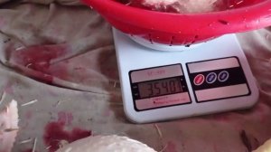 Вес бройлера  кобб 500 в 3,5 месяца  без комбикорма!