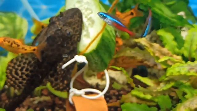 Рыбки едят огурцы/Птеригоплихт и анциструс/#мой100лаквариум/Fish eat cucumbers in my 100 l tank