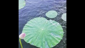 На воде  лотосы. Красиво, а что это?     #лотосы    #цветылотоса