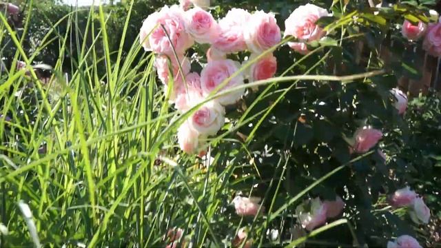 Садовый архив Розы Июль 2022 смотреть онлайн