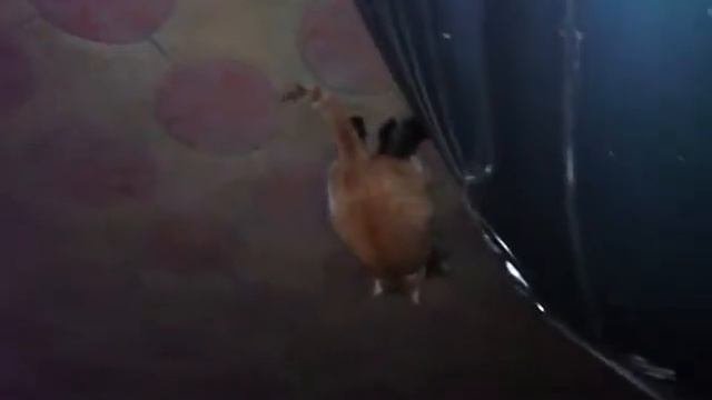 Спаривание