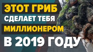 Чага как бизнес на миллион без вложений на 2022 год. Бизнес идеи по новому. Бизнес 2022