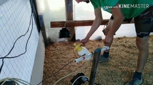 Разведение индейки как основной вид деятельности от А до Я #2. Брудер, дезинфекция, индюшата.