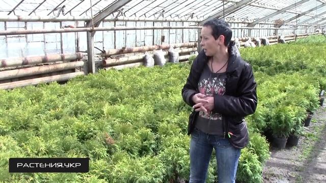 Туя голден глобоза / Туя посадка и уход