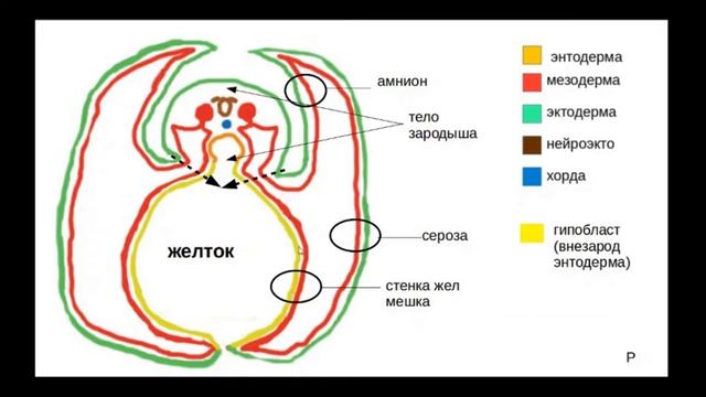 Сравнительная эмбриология хордовых. Кратко. Часть 3. Провизорные органы.