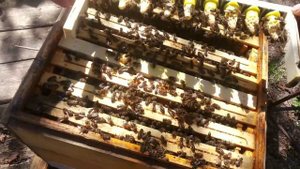 Бакфаст, маточники