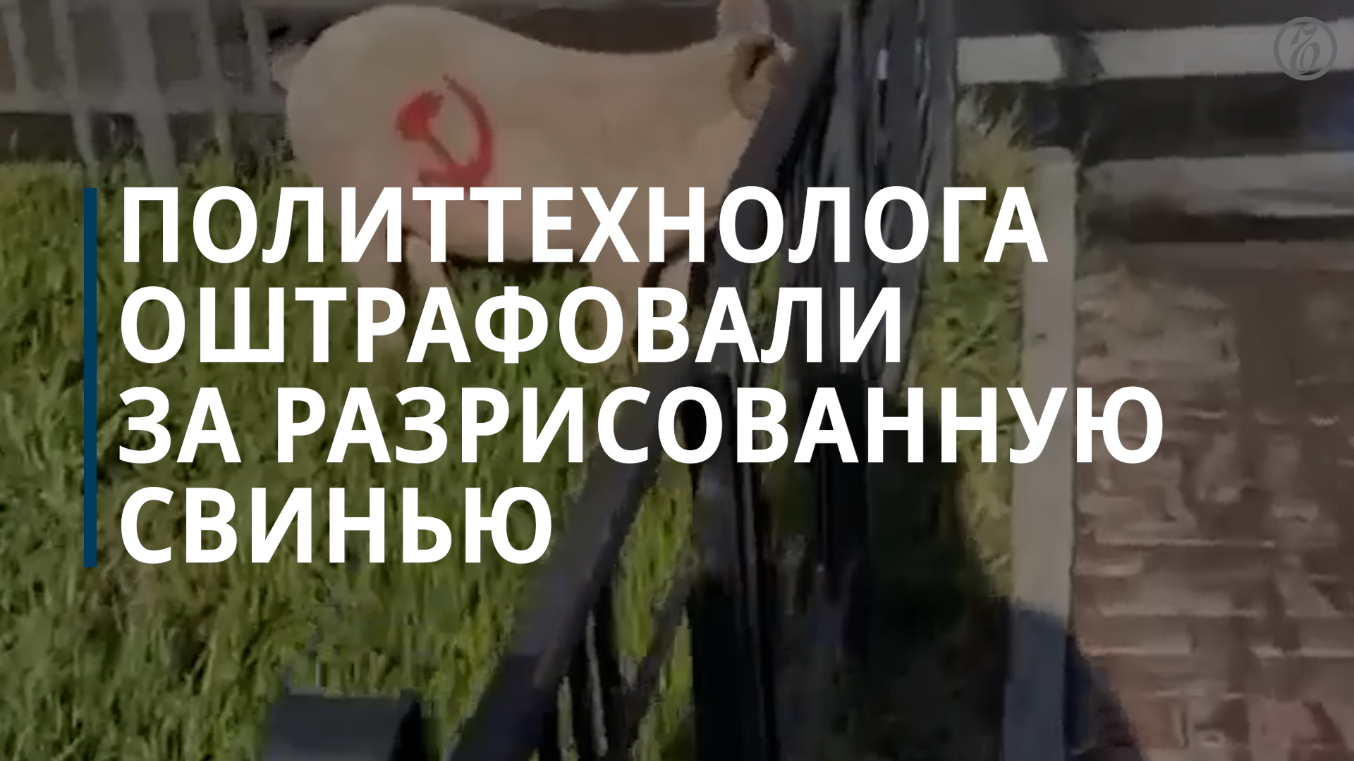 Политтехнолога из Хакасии оштрафовали за разрисованную серпом и молотом свинью - Коммерсантъ