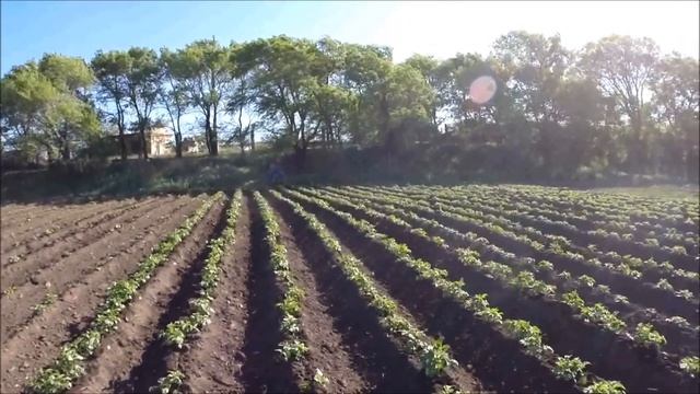 ПЕРВОЕ ОКУЧИВАНИЕ Картофеля Минитрактором смотреть онлайн