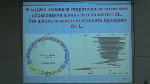 Зиновкина Л. А. - Молекулярная биология митохондрий - Регуляторные участки мтДНК смотреть онлайн