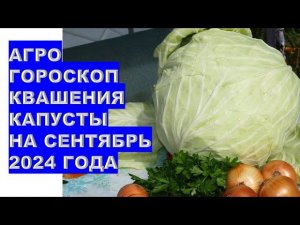 Агрогороскоп квашения капусты в сентябре 2024 Agrohoroscope for pickling cabbage in September 2024