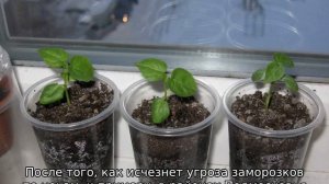 Гибискус садовый: уход и размножение
