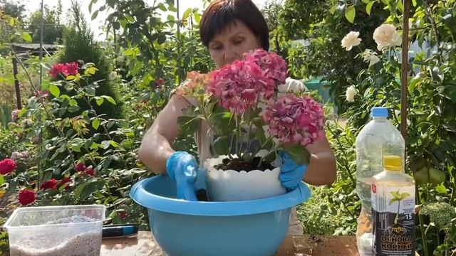 Пересадка крупнолистной гортензии в кашпо. Макрофила . Просто и быстро смотреть онлайн