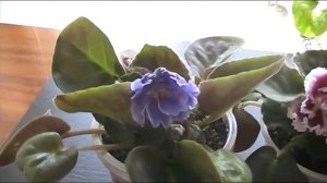 Фиалки "Морская принцесса" и «Амадеус»