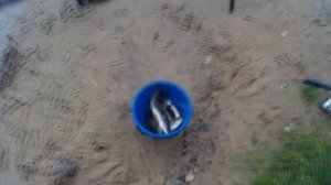 Рыбалка на Неве. Спининг и Донка с живцом. 23.08.2016