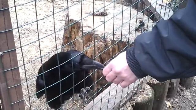 Контактный зоопарк, баран, ворон, ослик, лошади 8(965)380-13-11, Москва Закажи на день рождения смотреть онлайн