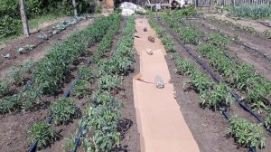 Картон в качестве мульчи? Стоит попробовать!