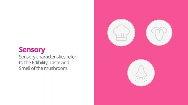 Honey fungus (Armillaria mellea) | Practical Mushroom Profile | Shroomers смотреть онлайн