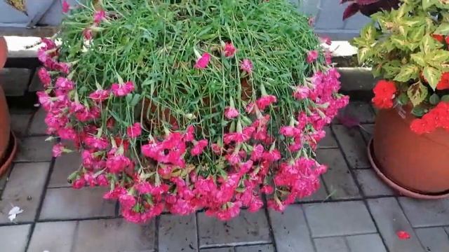 День пятый)) Знакомимся поближе)) Обзор колеусов по сортам )) смотреть онлайн