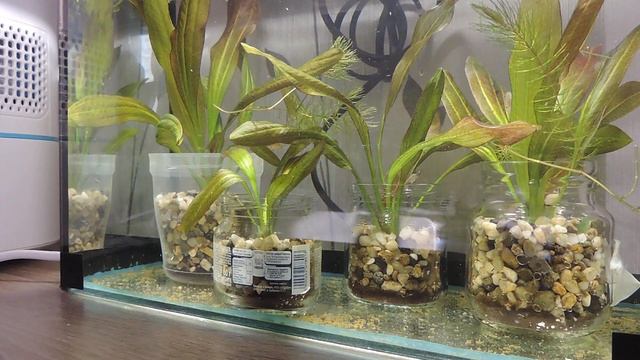 Улитки против водорослей в аквариуме, эксперимент.