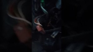 Не заводится хонда Одиссей 1998 года