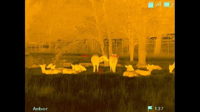 Video provided by the Distributor, NNPO TR20 thermal riflescope , 12μm, NETD ≤35MK смотреть онлайн