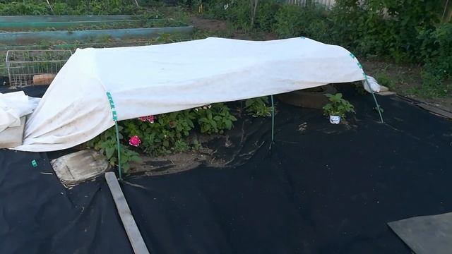 Собираем вишню, жарим шашлык. Дачный влог. смотреть онлайн