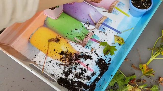 Подготовка пеларгоний к зиме|Самый удачный способ зимования пеларгонии!?