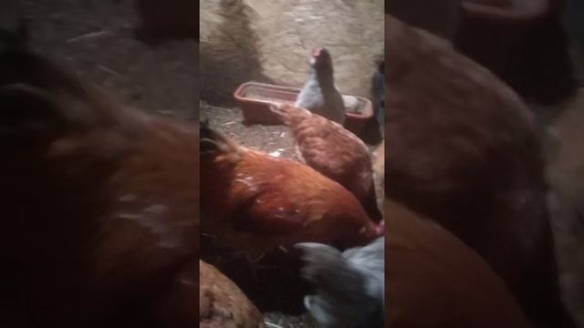 Привезли петуха-жениха кучинские юбилейным молодкам смотреть онлайн