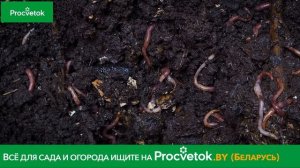 СМЕЛО ИСПОЛЬЗУЙТЕ ОПИЛКИ В САДУ И ОГОРОДЕ, если знаете эти нюансы!
