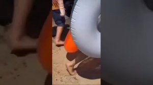 Нерпа укусила девочку на пляже