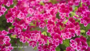 Angel Jet * - Angel Pelargonium