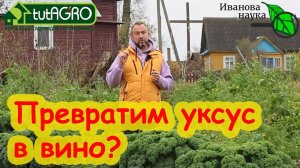 МОЖНО ПРЕВРАТИТЬ УКСУС ОБРАТНО В ВИНО? Почему вино превращается в уксус. Почему домашнее вино лучше?