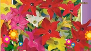 Табак душистый Сенсация. Краткий обзор, описание характеристик nicotiana alata Sensatsiya