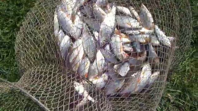 секреты рыбалки рыбалка улов вільшаниця ольшаница