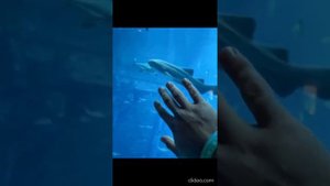 Леша Чайчиц провел ночь в роскошном номере подводного отеля