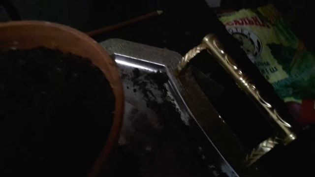 Как вырастить лимон и мандарин в домашних условиях смотреть онлайн