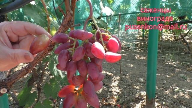 Дубовский розовый виноград - сигналки на участке Пузенко Н.Л. смотреть онлайн