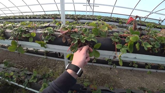 Клубника в теплицах - начало сезона. Обзор и работы весной на тепличной клубнике.