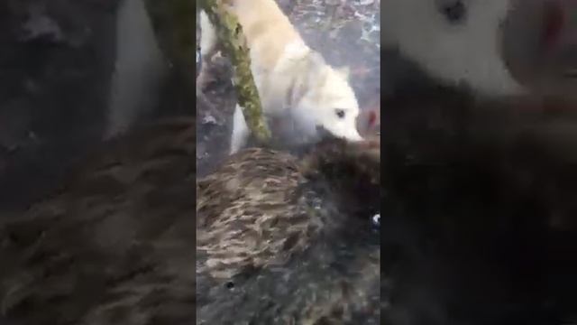 Кабана Секач нападение на Охотника, Чечня смотреть онлайн