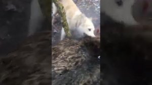Кабана Секач нападение на Охотника, Чечня