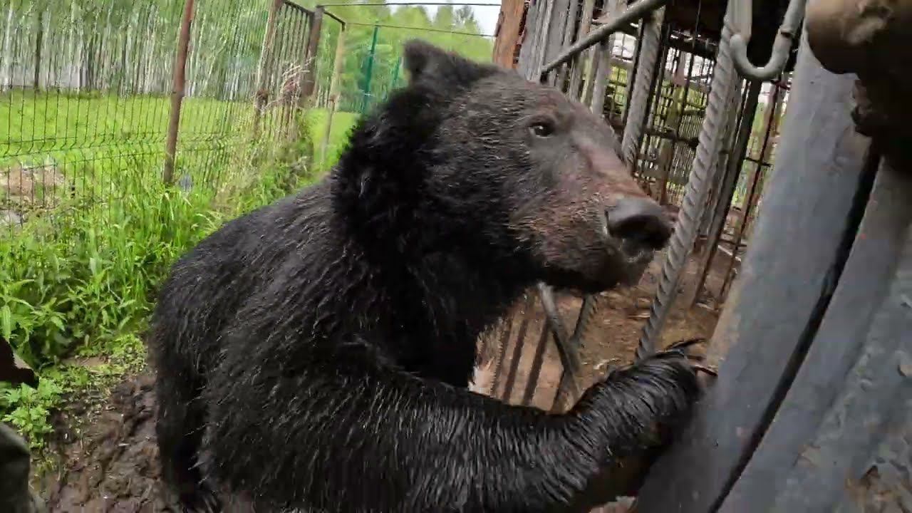 Медвежонок задержался.