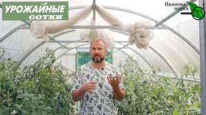 ЧУМА ТОМАТА уже на пороге! ПРОСТОЙ и ПРИРОДНЫЙ способ победить кладоспориоз и другие болезни!