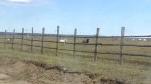 Якутские коневоды поймали лошадей. Сегодня они уезжают из Якутска в Европу.