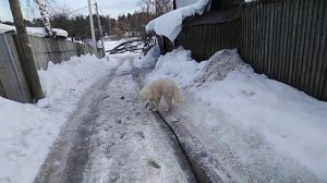 Поли гуляет))