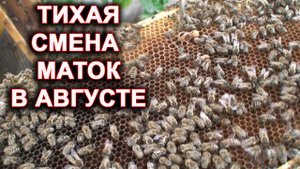 Тихая смена маток в августе.