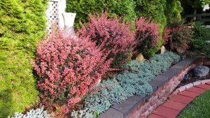 Rose Glow Barberry