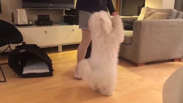 Dancing Coton de Tulear
