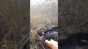 Опенок сосновый . Красноград . Харьковская область.