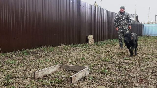 Дрессировка  Кане Корсо.Туман (1 год ).Курс с передержкой.